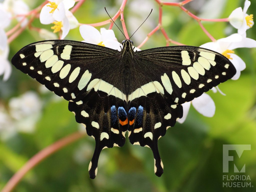Emperor Swallowtail butterfly with wings open. Butterfly has ‘swallowtail wings’ that end in a long point. Wings open are black with pale-yellow spots and stripes and blue and orange marks where the lower wings meet at the body.