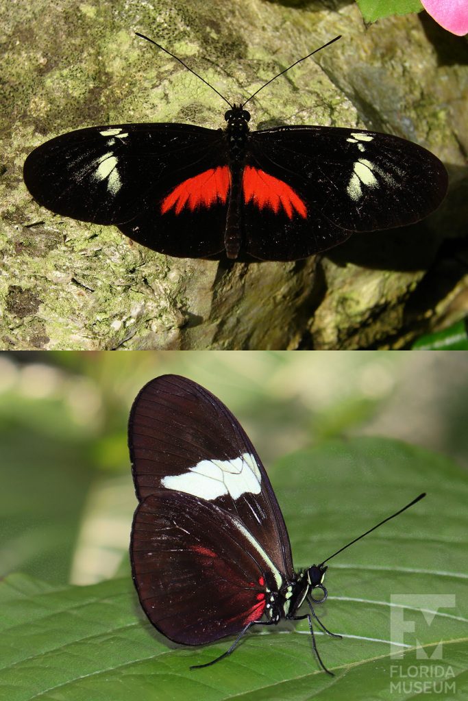 False Postman Butterfly ID photo - Male and female butterflies look similar. With its wings open the butterfly is black with red marking on the lower wing near the center and cream markings at the center of the upper wing. With its wings closed the butterfly is brown with strong white band across the upper wing and smaller red markings near the butterflies body.