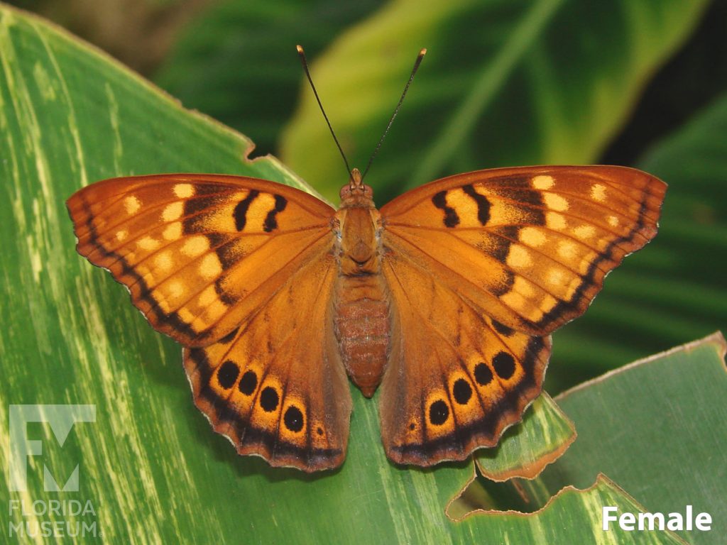 Female Tawny Emperor butterfly with open wings. Butterfly is muted orange with pale orange/yellow and black/brown spots