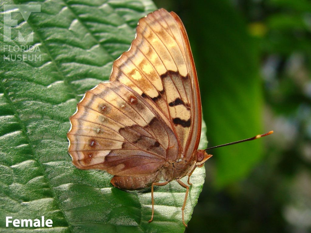 Female Tawny Emperor butterfly with close wings. Butterfly is tan with muted markings in shades from cream to brown