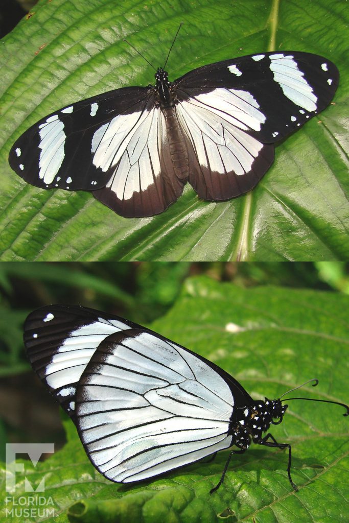 Friar Butterfly ID photos - Male and Female butterflies look similar. With its wings open the butterfly is white at the center with wide black edges and wing tops. The white markings have thin black vein stripes. A wide white band is near the wing tips. With its wings closed the butterfly is white with thin black edges and tips.