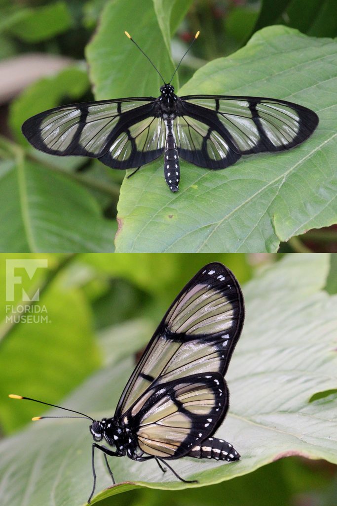 Giant Glasswing Butterfly ID photos - male and female butterflies look similar. Images with butterflies with wings open and closed. Wings are long, semitransparent with black bands and borders