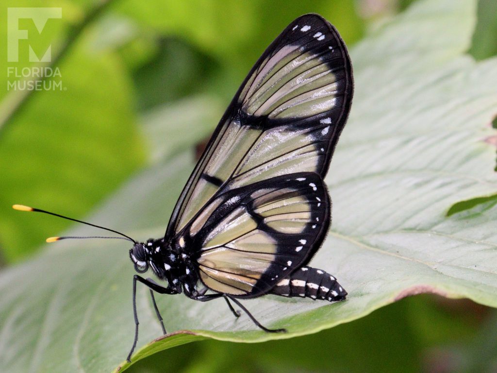 Giant Glasswing Butterfly with wings closed. Male and female butterflies look similar. Wings are long, semitransparent with black bands and borders