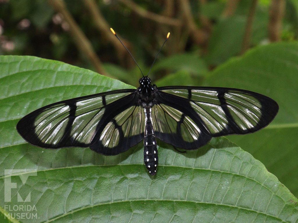 Giant Glasswing Butterfly with wings open. Male and female butterflies look similar. Wings are long, semitransparent with black bands and borders