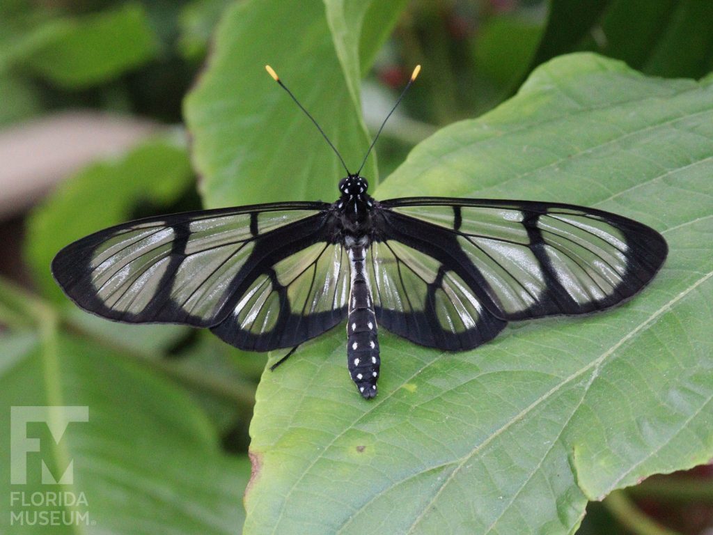 Giant Glasswing Butterfly with wings open. Male and female butterflies look similar. Wings are long, semitransparent with black bands and borders