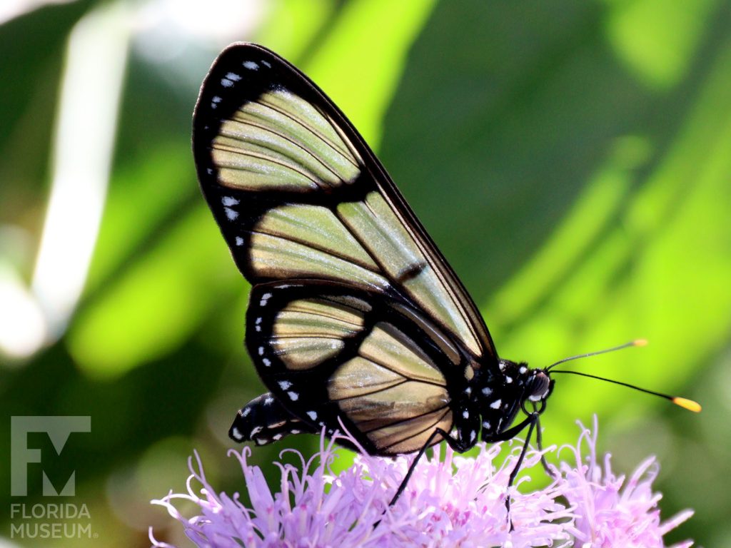 Giant Glasswing Butterfly with wings closed. Male and female butterflies look similar. Wings are long, semitransparent with black bands and borders