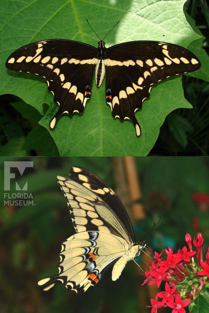 Giant Swallowtail Butterfly ID photo - Male and female butterflies look similar. The lower wings end in a long thin point. With its wings open the butterfly is black with yellow stripes. With its wings closed the butterfly is yellow with black markings.