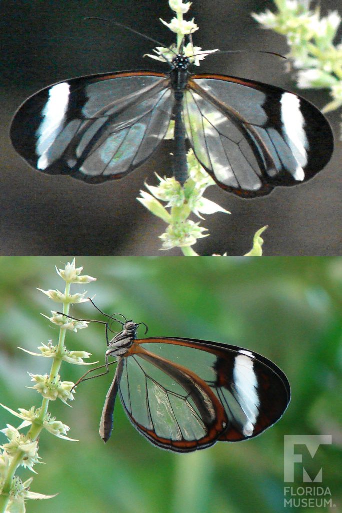 Glasswing butterfly ID photos - Male and female butterflies look similar. Wings are semi-transparent with black-edges. The upper wing has a white stripe near the wing tip.