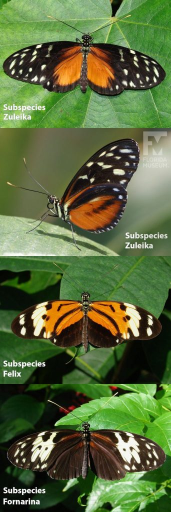 Subspecies Zuleika, Felix, and Fornarina, Golden Longwing butterfly ID photos with open and closed wings. Subspecies Zuleika with wings open is black with orange markings fanning out from the center and many cream-colored spots near the wing tips. With closed wings Subspecies Zuleika is black with orange markings fanning out from the center and many cream-colored spots near the wing tips. Subspecies Felix with wings open is black with orange markings fanning out from the center and cream-colored bands and spots near the wing tips. Subspecies Fornarina with wings open is brown/black with faint orange markings fanning out from the center and wide cream-colored bands and spots near the wing tips