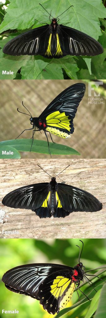 Male and Female Golden Birdwing butterfly ID photos with open and closed wings. Butterfly’s wing in long and narrow. With wings open the upper wing of the male butterfly is black with faint white lines, the lower wing is bright yellow. With wings closed the upper wing is black with faint white lines, the lower wing is bright yellow. There are red spots of the butterfly’s body. With wings open the upper wing of the female butterfly is black with faint white lines, the lower wing is small and yellow. With closed wings the upper wing of the female butterfly is black with faint white lines, the lower wing is bright yellow. There are red spots of the butterfly’s body.