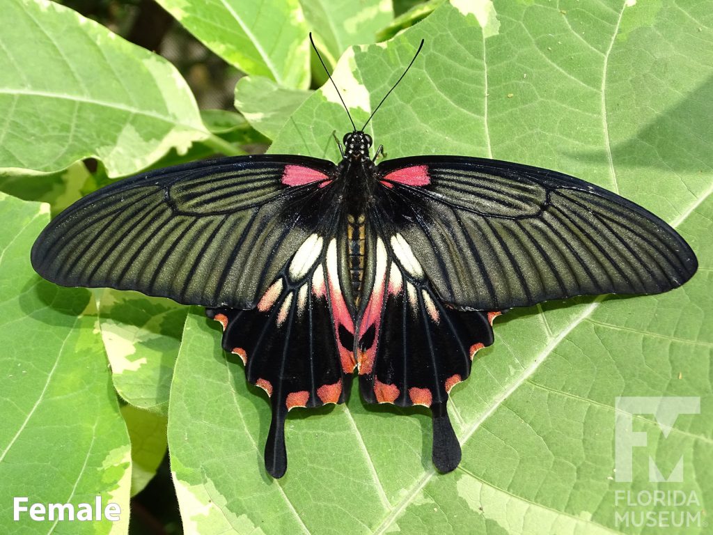Female Great Mormon butterfly with open wings. Butterfly is black with red and cream colored markings on the lower wing.