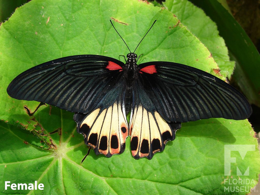 Female Great Mormon butterfly with open wings. Butterfly is black with red and cream colored markings on the lower wing.