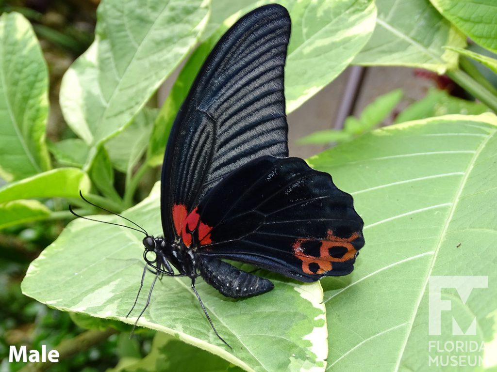 Male Great Mormon butterfly with closed wings. Butterfly is black with red markings.