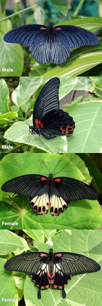 Male and Female Great Mormon butterfly ID photos with open and closed wings. Male butterfly with open wings is iridescent black/blue with a red marking near the head. With closed wings the male and female butterflies look similar, they are black with red markings. With open wings the Female butterfly can vary in color and pattern One variation is black with red and cream colored markings on the lower wing, another is black with red and cream colored markings on the lower wing and pale stripes on the upper wing.