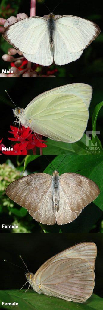 Great Southern White Butterfly ID photo - Male butterflies are white/yellow, females are a duller brown.
