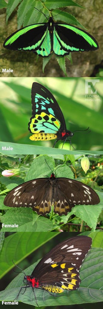 Male and Female Common Green birdwing butterfly ID photos with open and closed wings. Male Common Greenwing butterfly with open wings is black with iridescent green. Male butterfly with closed wings is black with teal-green, yellow, and red markings. Female butterfly with open wings is brown with light brown markings. Female butterfly with closed wings is brown with light brown and yellow markings. The butterfly’s head and upper body is red.