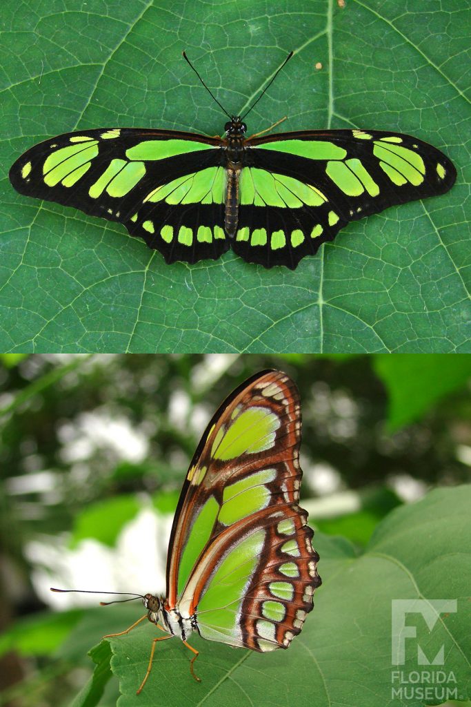 Green Longwing Butterfly ID photo - Male and female butterflies look similar. The wings are long and narrow. Open wings are green with black stripes, closed wings similar but with brown stripes.
