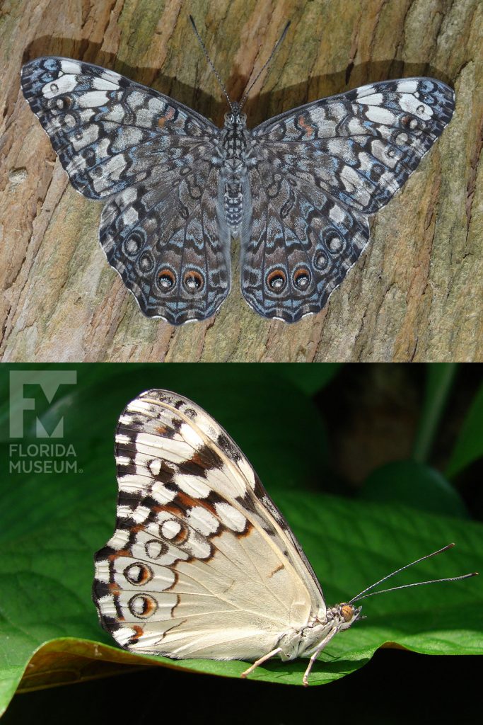 Grey Cracker Butterfly ID photo - Male and female butterflies look similar. With its wings open the butterfly is dappled grey with many small grey, brown, blue, and cream markings. With its wings closed the top wings are brown/black with with cream-colored markings, the lower wings are cream.