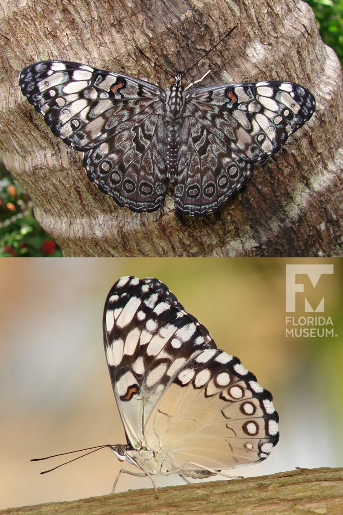 Male and Female Guatamalan Cracker butterfly ID photos with open and closed wings. Male and female butterflies look similar. With closed wings butterfly has tan wings with white and dark brown marking on the upper wing. With open wings butterfly has mottled grey, blue, tan, and white wings with white markings heavier along the wing tips