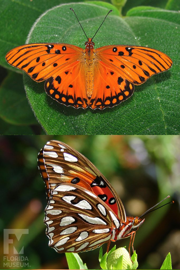 Gulf Fritillary butterfly ID photos. Open wings are orange with black markings, closed wings are orange with white, tan, black and orange marking