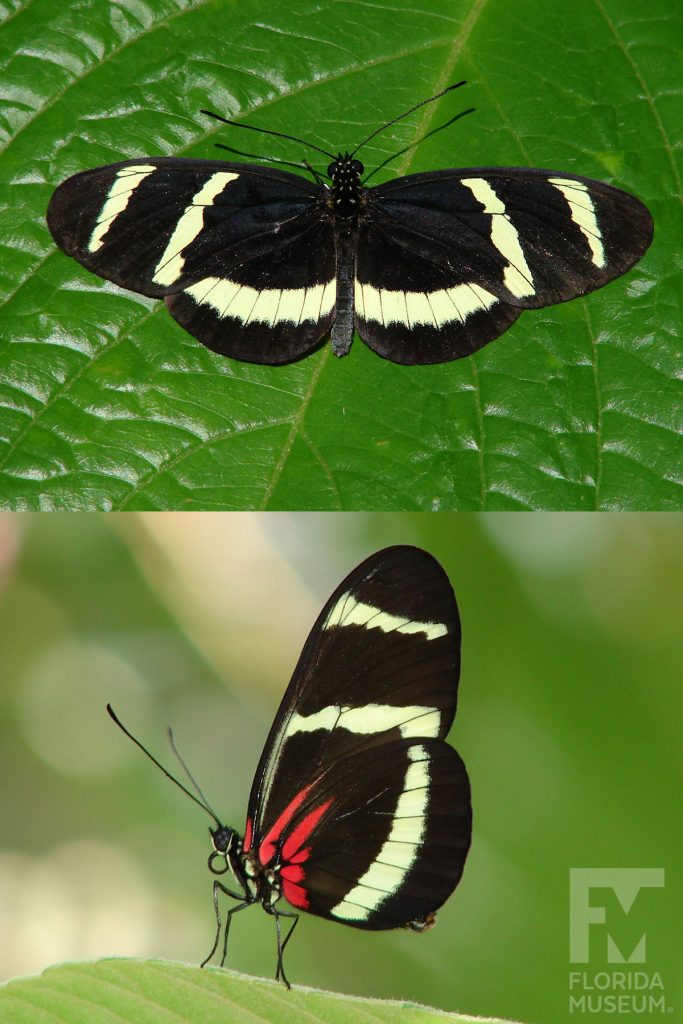 Hewitsoni Longwing Butterfly ID photo - Male and female butterflies look similar. With its wings open the butterfly is black with cream-colored bars. With its wings closed the butterfly is black with cream and red markings.