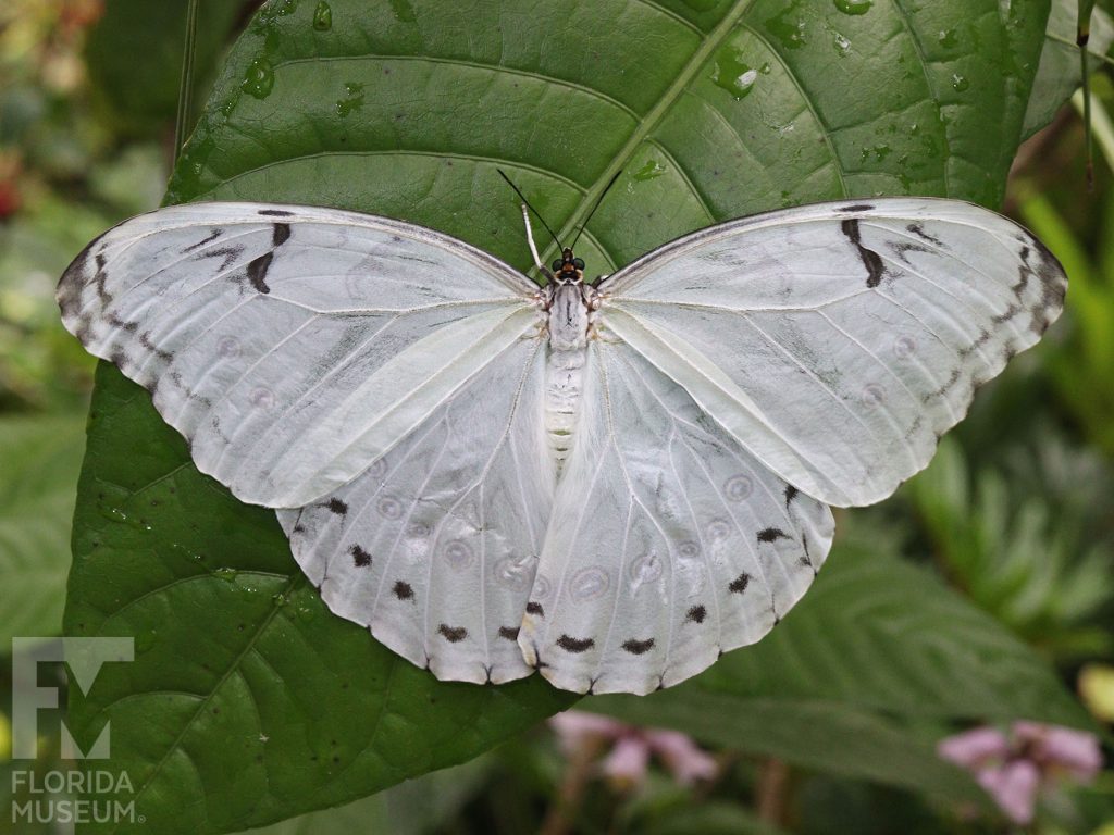 White Morpho Butterfly with wings open. The butterfly’s large wings are cream-colored with faint black markings near the wing edges.