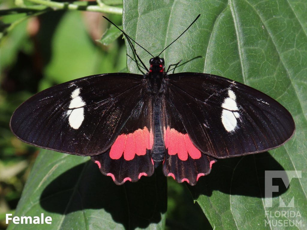 Female True Cattleheart butterfly with open wings. Butterfly is black with white and red markings.