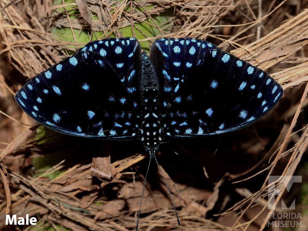 Male Starry Night Cracker butterfly with open wings. Butterfly is black with many small blue dots.