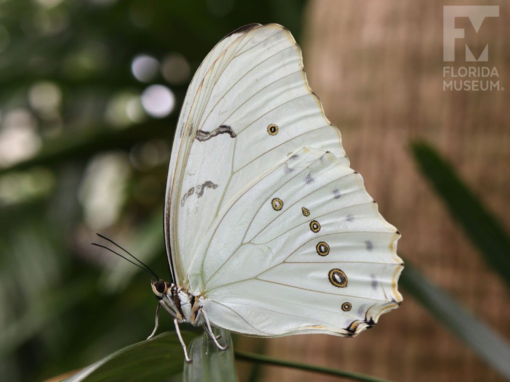 White Morpho Butterfly with wings closed. The butterfly’s large wings are cream-colored with a row of small eye-spots in white, black and tan. The veins are tan and contrast with the cream-colored wings. Faint tan and black marking run along the edge of the wing.