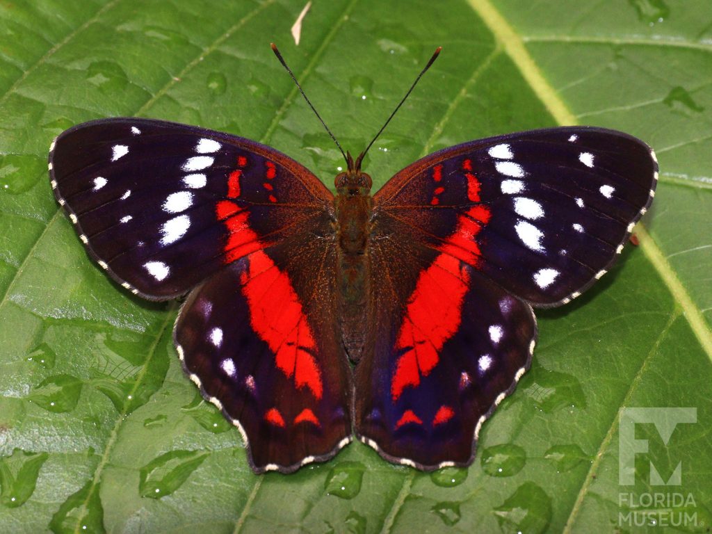 Scarlet Peacock Butterfly with wings open. Male and female butterflies look similar. With its wings open the butterfly is black and brown with red and white markings.