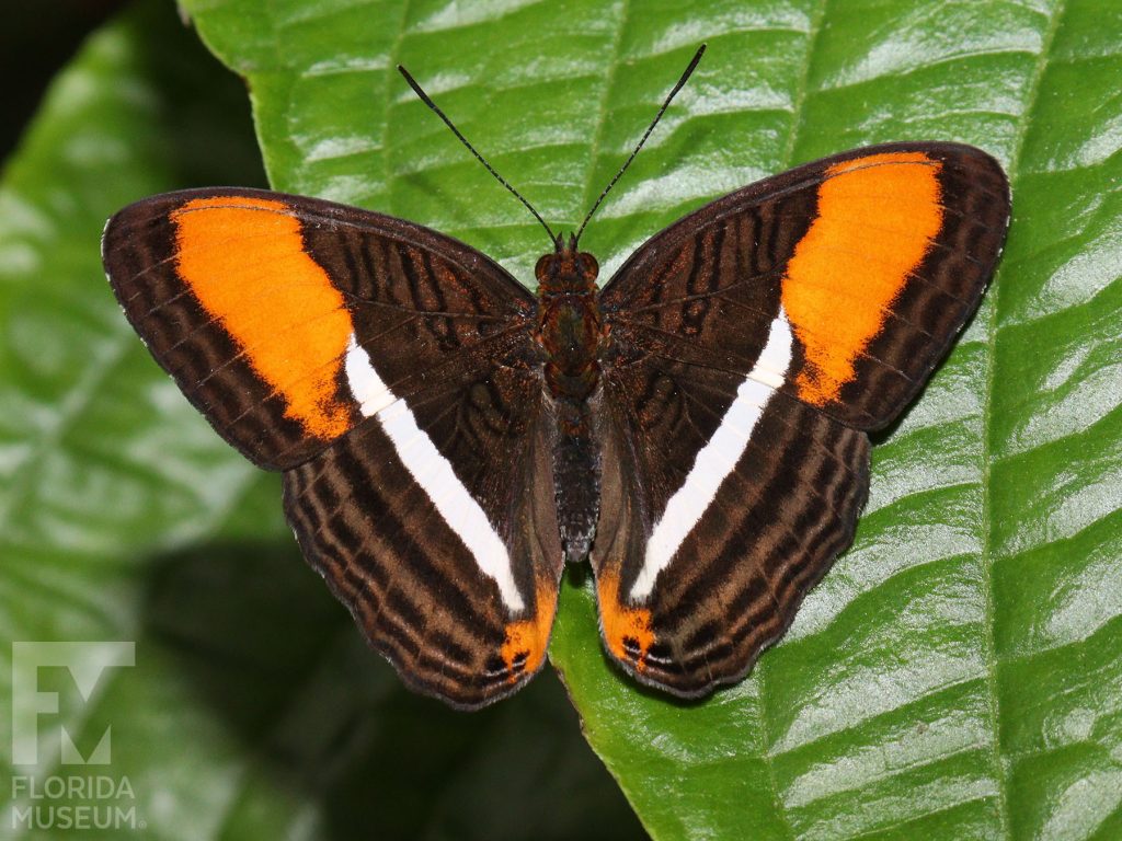 Friar Butterfly with wings open. Male and Female butterflies look similar. With wings open butterfly is brown with dark brown stripes. A wide white strip runs down the center of the wings, large orange spots are on the wing tips.