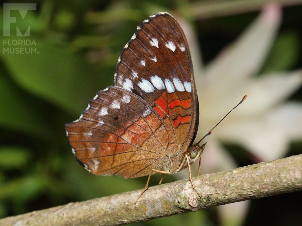 Scarlet Peacock Butterfly with wings closed. Male and female butterflies look similar. With its wings closed the butterfly wit brown with dull white and red markings.