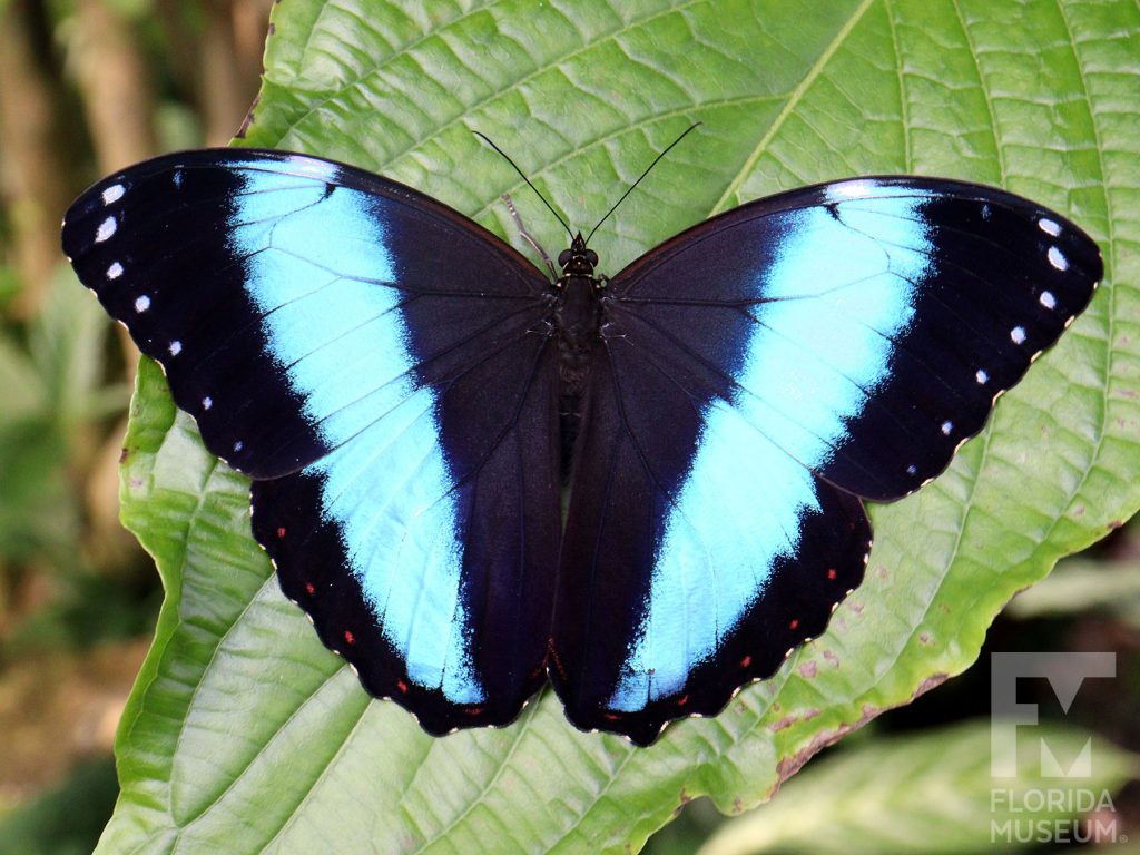 Banded Morpho Butterfly with its wings open is dark brown with a wide iridescent blue stripe.