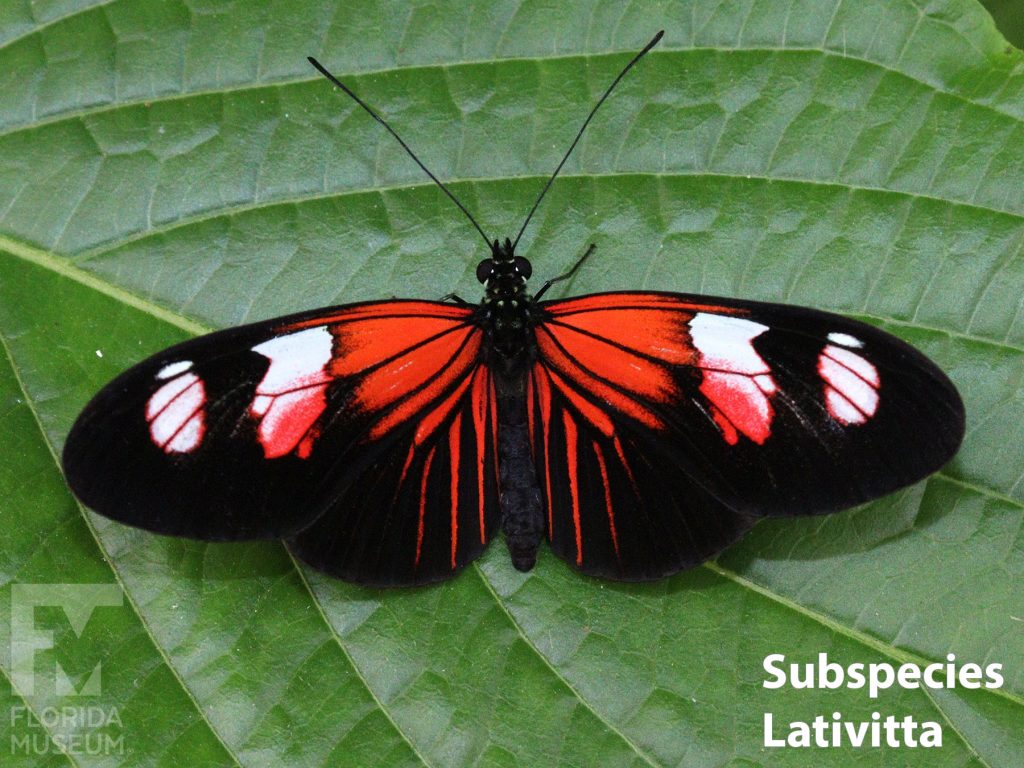 Small Postman butterfly Subspecies Lativitta butterfly with wings opened. Wings are long and narrow. Butterfly is black with red stripes fanning out from the center and two white markings on the tips of the wings.