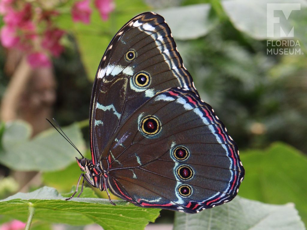 Banded Morpho Butterfly with its wings closed is grey/green with many small markings.