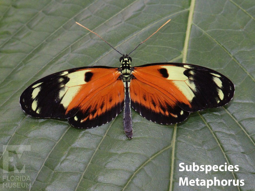 Tiger Longwing butterfly ID photo - Subspecies Metaphorus with wings open. Wings are long and narrow. Butterfly is orange at the center, black with white markings near the tips.