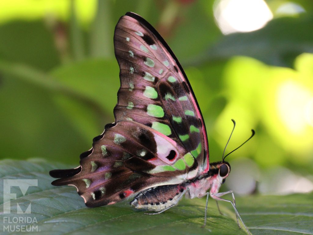 Tailed Jay Butterfly with wings closed. Male and female butterflies look similar. Butterfly is shades of grey and brown with green spots, body has a similar coloring.