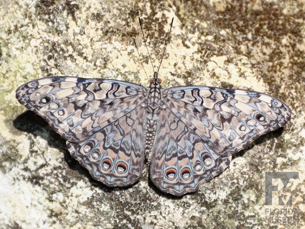Grey Cracker Butterfly with its wings open. The butterfly is dappled grey with many small grey, brown, blue, and cream markings.