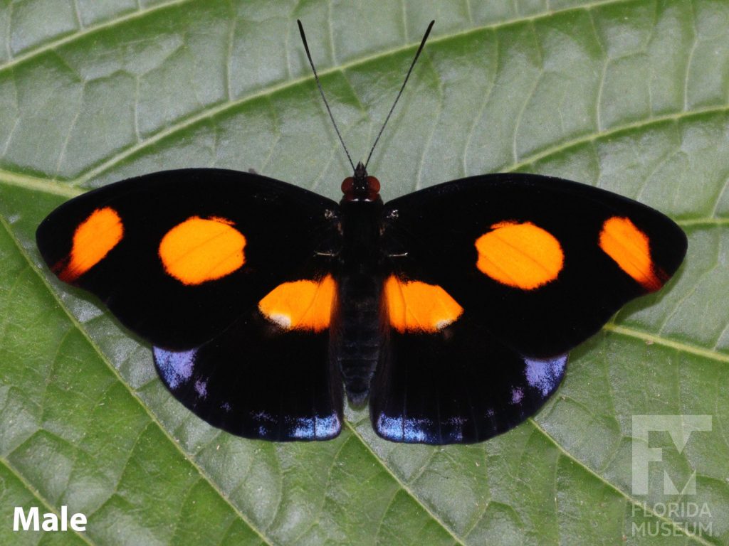 Male Grecian Shoemaker butterfly with wings open. Wings are black with large orange spots and pale blue spots along the bottom edge.