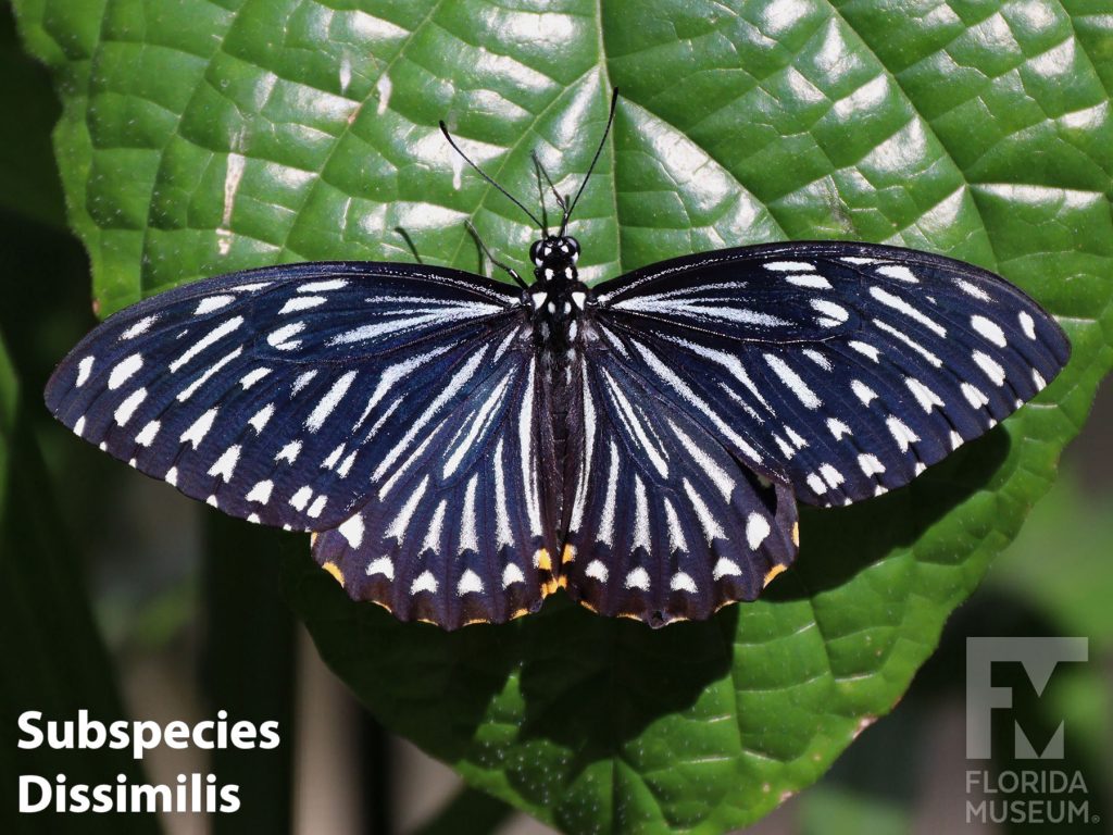 Common Mime Subspecies Dissimilis butterfly with wings open. Butterfly is black with many white markings.