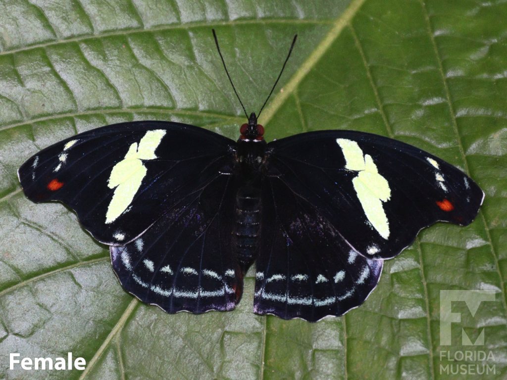 Female Grecian Shoemaker butterfly with wings open. Butterfly is black with yellow stripes and pale blue spots.