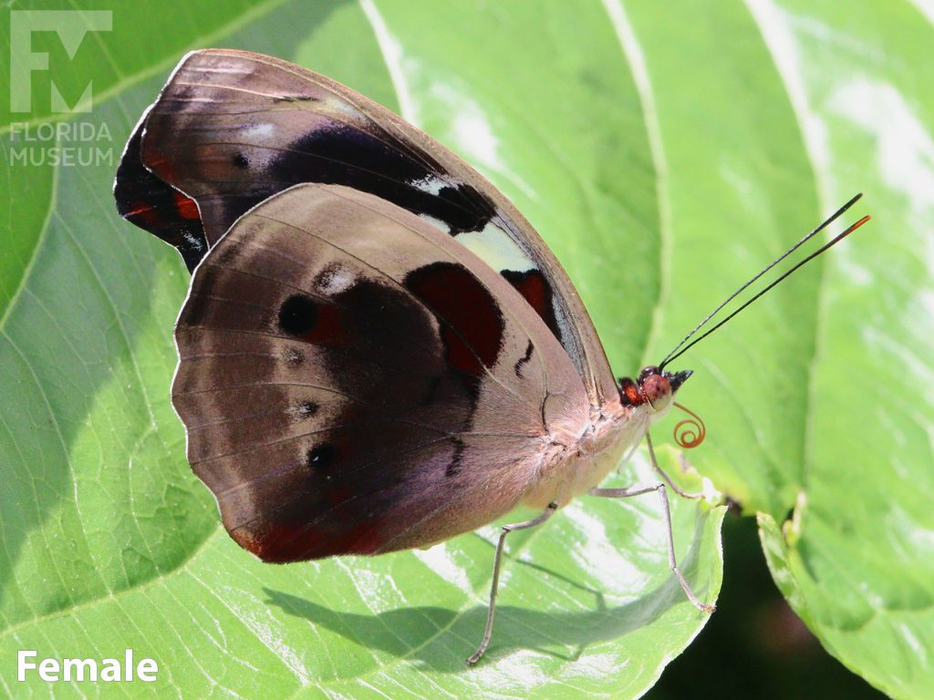 Female Grecian Shoemaker butterfly with wings closed. Wings are tan with darker spots.