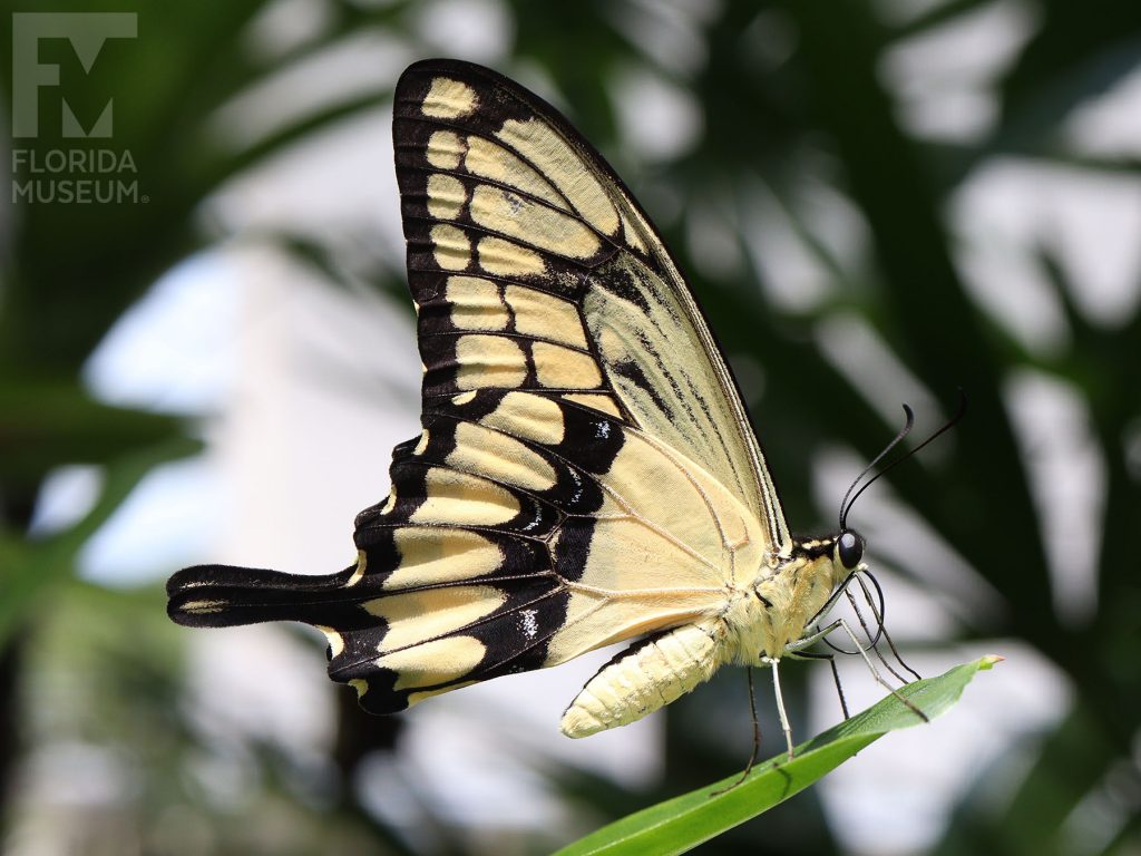 Thoas Swallowtail Butterfly. The lower wings end in a long thin point. With its wings closed the butterfly is yellow with black markings.