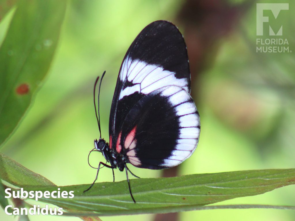 Subspecies Candidus, Sapho Longwing butterfly ID photos - Butterfly with wings closed. Wings are black with a red marking near the body and a wide white band across the center of the wings.