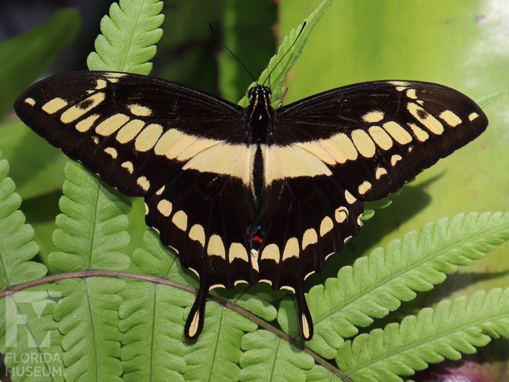 Thoas Swallowtail Butterfly. The lower wings end in a long thin point. With its wings open the butterfly is black with yellow stripes.