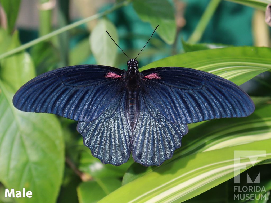 Male Great Mormon butterfly with open wings. Butterfly is iridescent black/blue with a red marking near the head.