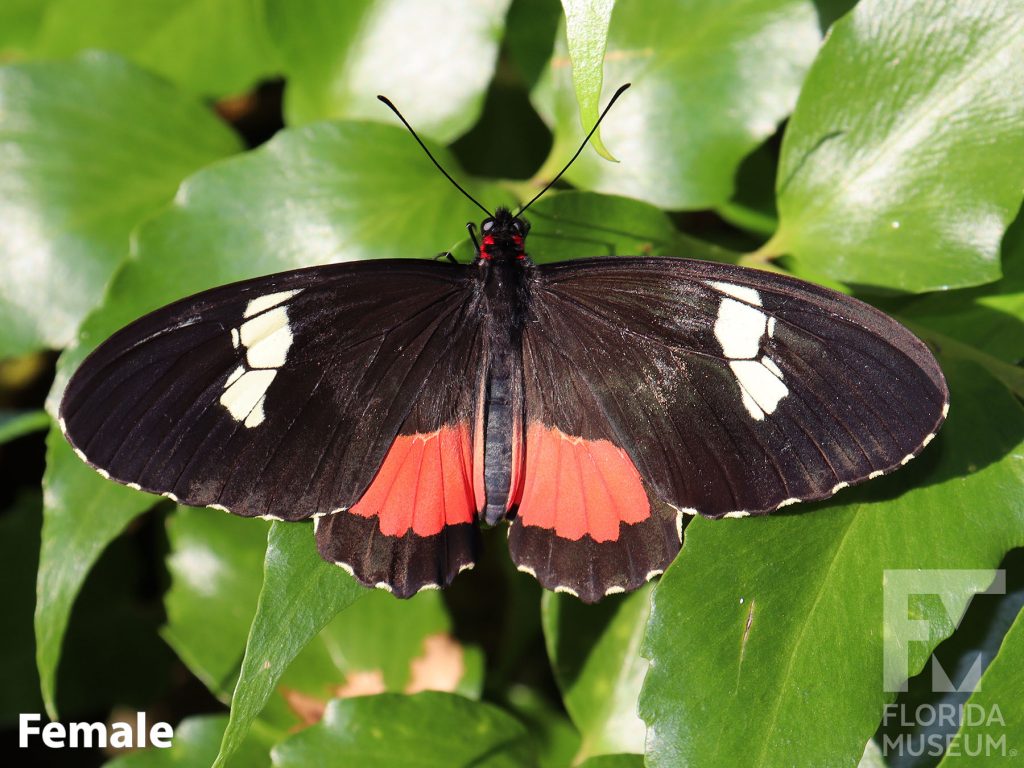 Female Pink Cattleheart butterfly with open wings. Butterfly with black wings with a large white and red spot on each wing.