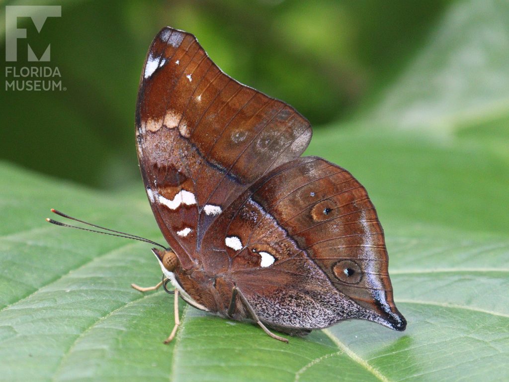 Autumn Leaf Butterfly with its wings closed. With its wings closed the butterfly is brown with subtle eye spots and white markings. It looks like a leaf. The shade or brown can vary between butterflies.