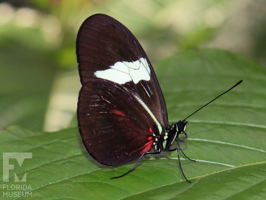 False Postman Butterfly with wings closed. The butterfly is brown/black with strong white markings at the center of the upper ling and smaller red markings near the butterflies body. Male and Female butterflies look similar.