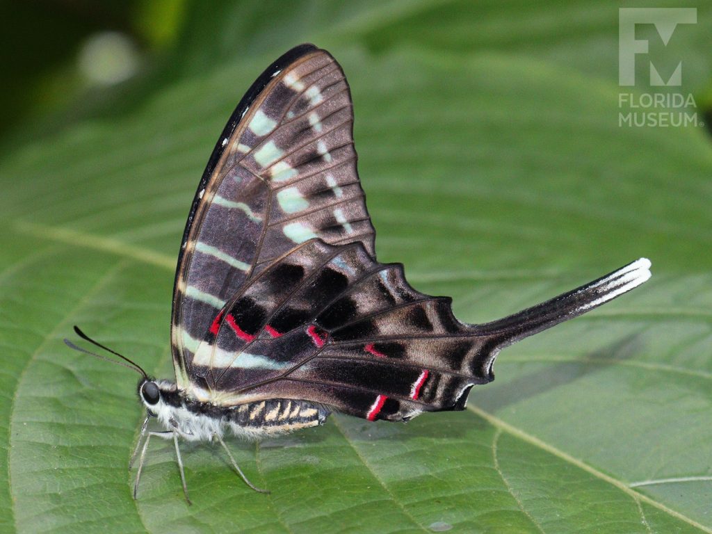 Black Swordtail Butterfly with its wings closed. Male and female butterflies look similar. The lower wings end in a long thin point. The butterfly is dark grey with pale blue-green markings.